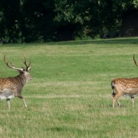 Sika Deer